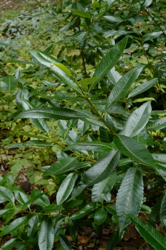 Caldcluvia paniculata