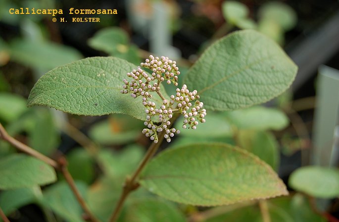 Callicarpa formosana