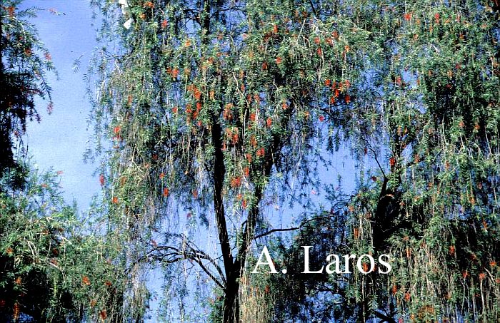 Callistemon citrinus