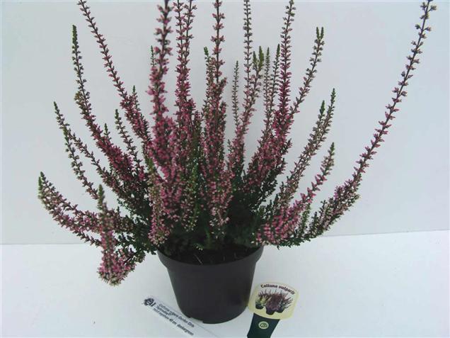 Calluna vulgaris 'Aphrodite' (GARDEN GIRLS)
