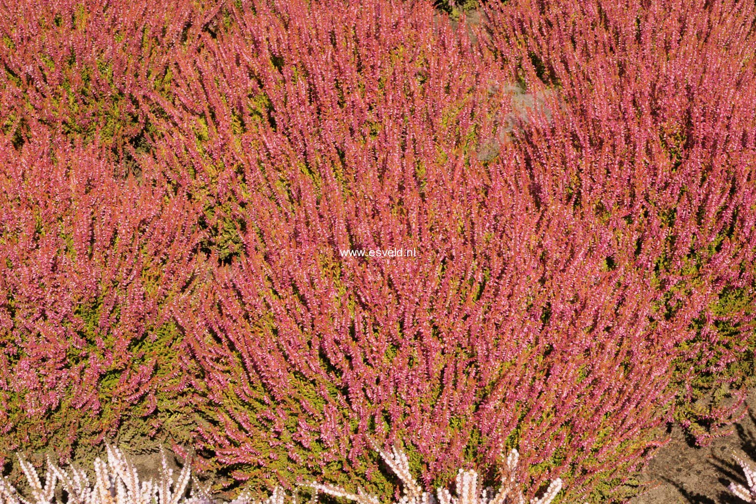 Calluna vulgaris 'Bonita' (GARDEN GIRLS)
