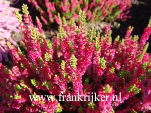 Calluna vulgaris 'Dark Beauty'