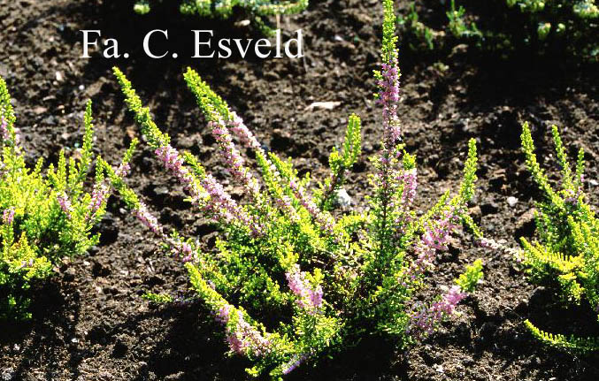Calluna vulgaris 'David Hagenaars'