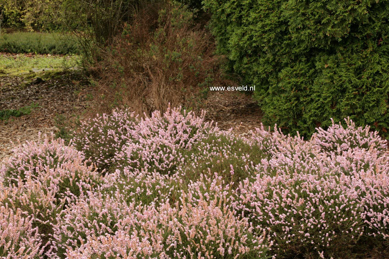 Calluna vulgaris 'H.E. Beale'