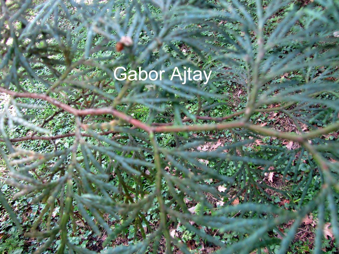 Calocedrus formosana