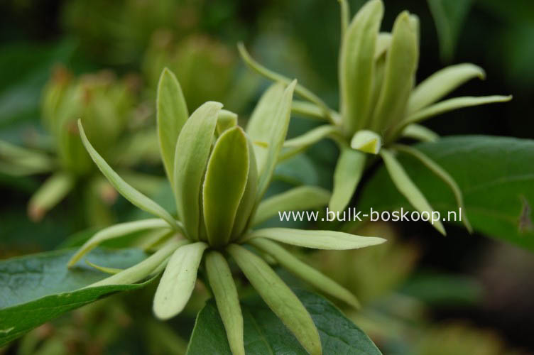 Calycanthus floridus 'Athens'