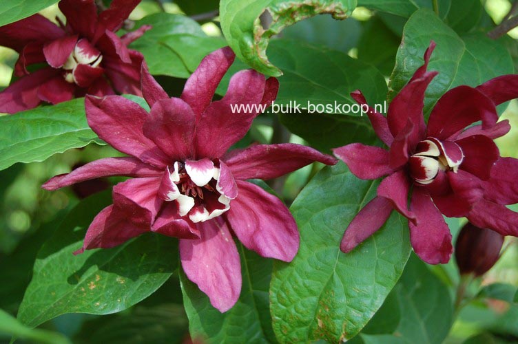 Calycanthus raulstonii 'Hartlage Wine'