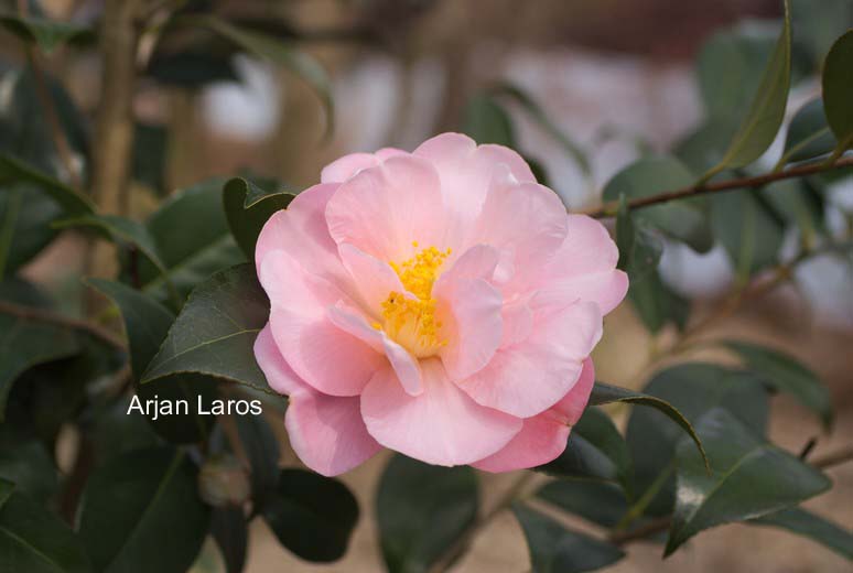 Camellia 'Arctic Dawn'