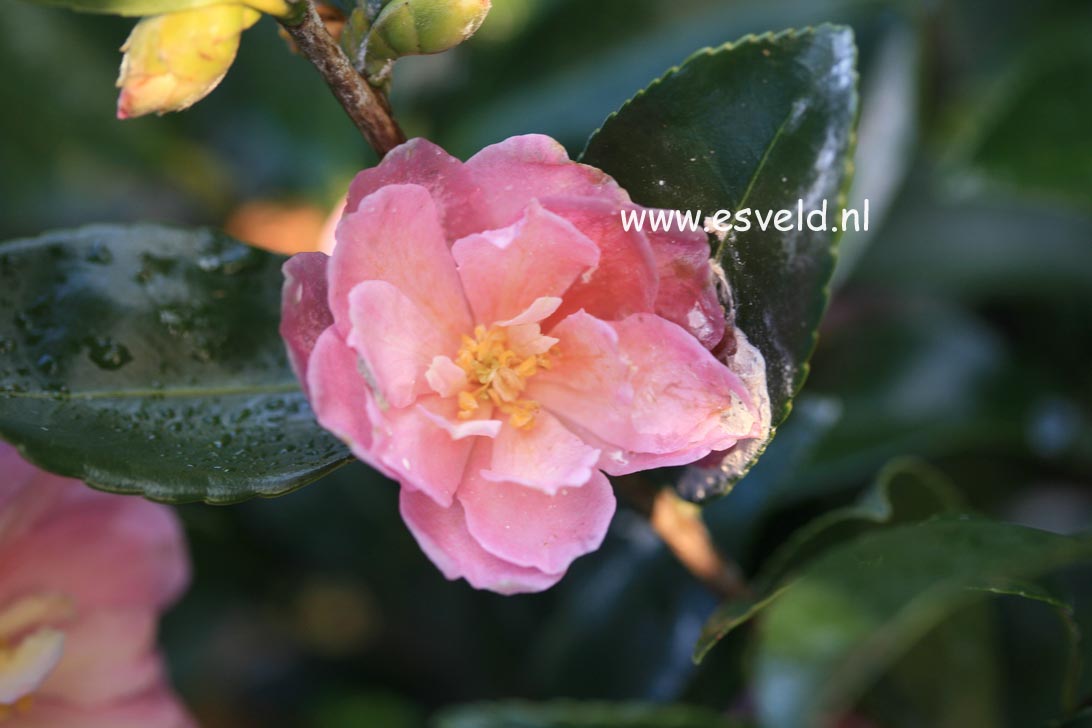 Camellia 'Ashton's Ballet'