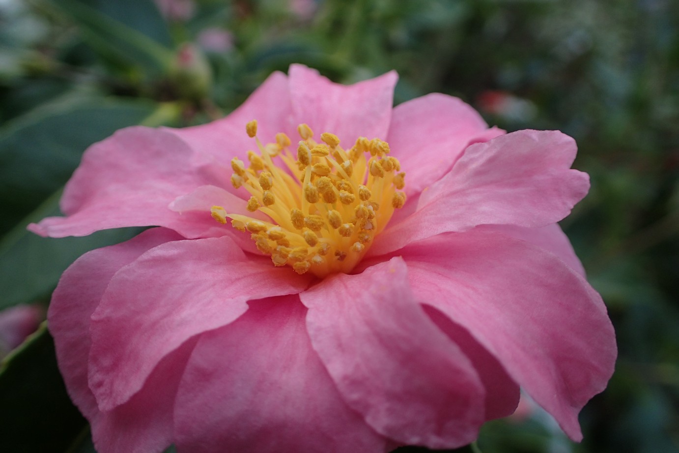 Camellia 'Ashton's Pink'