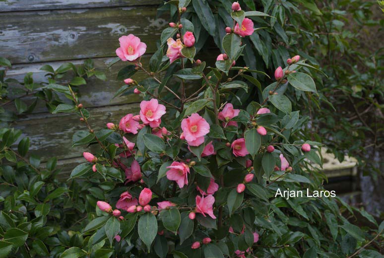 Camellia 'Cornish Spring'