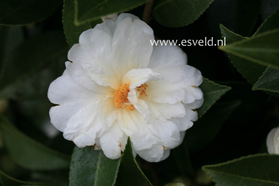 Camellia 'Elaine Lee'