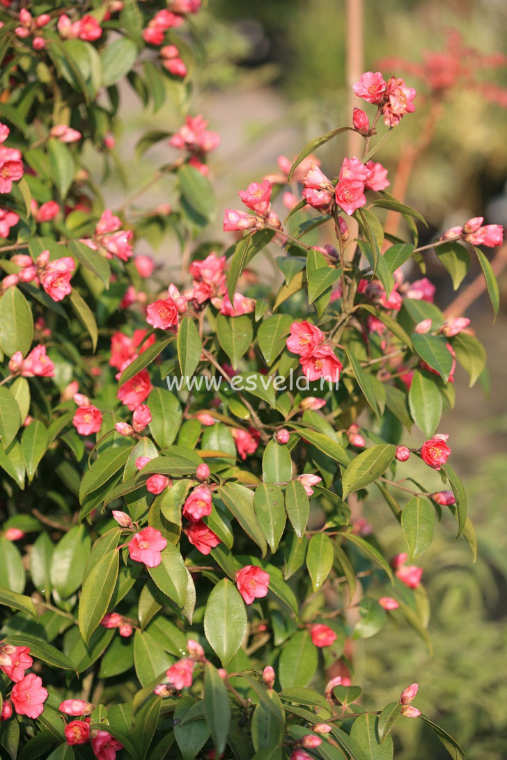 Camellia 'Fairy Wand'