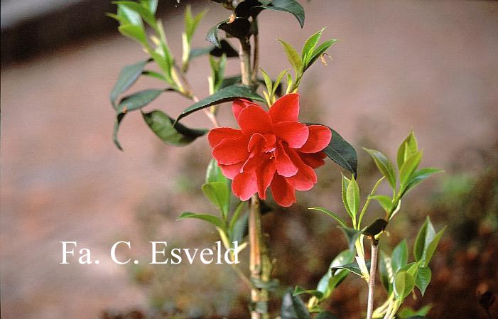 Camellia 'Freedom Bell'