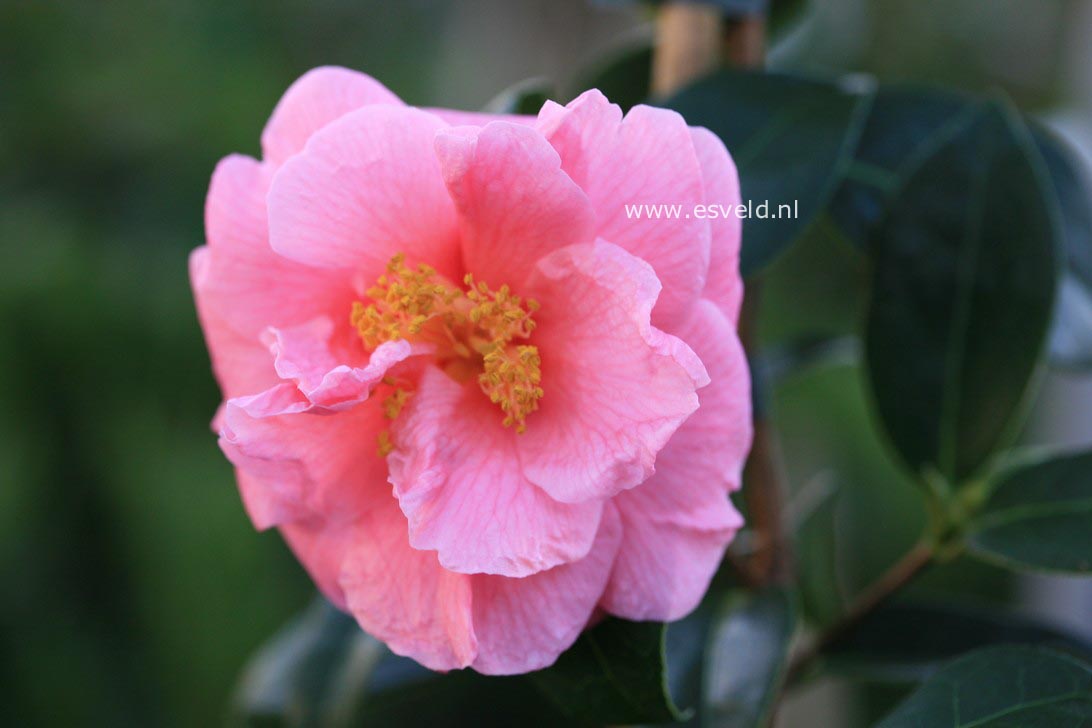 Camellia 'Ice Follies'