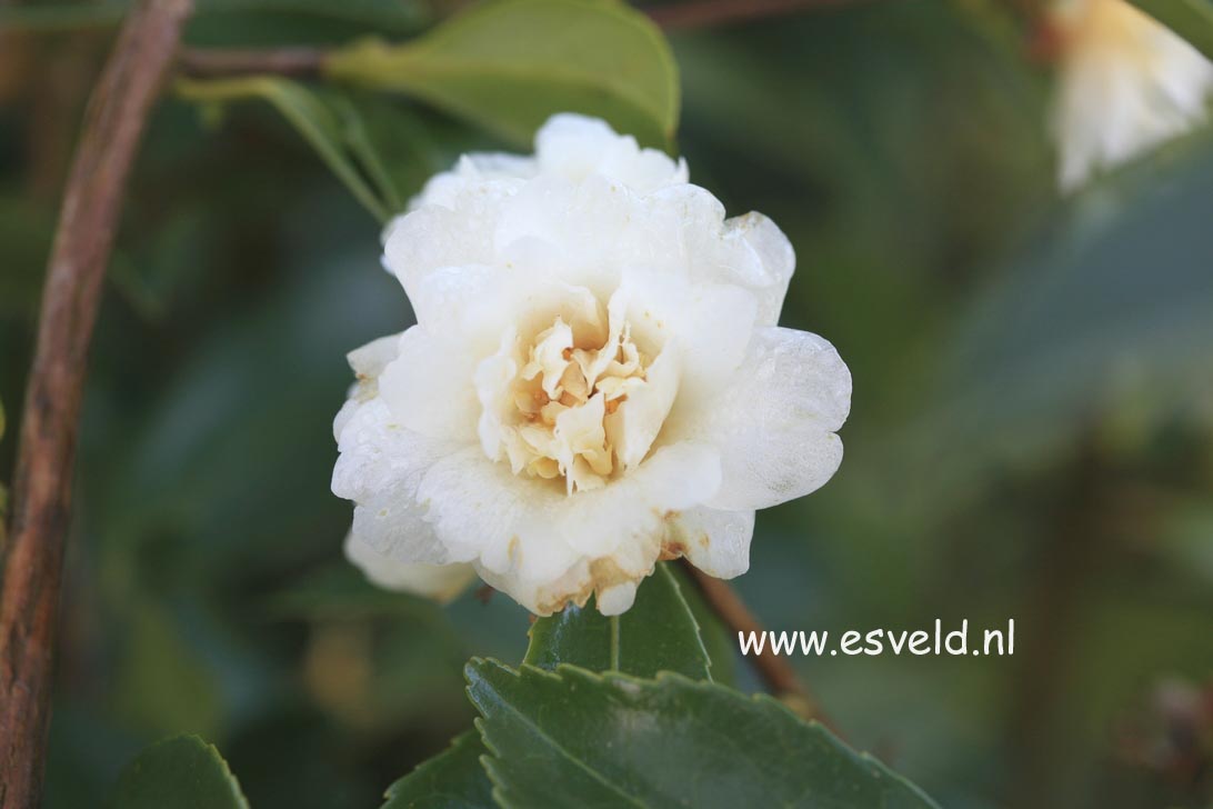 Camellia 'Snow Flurry'