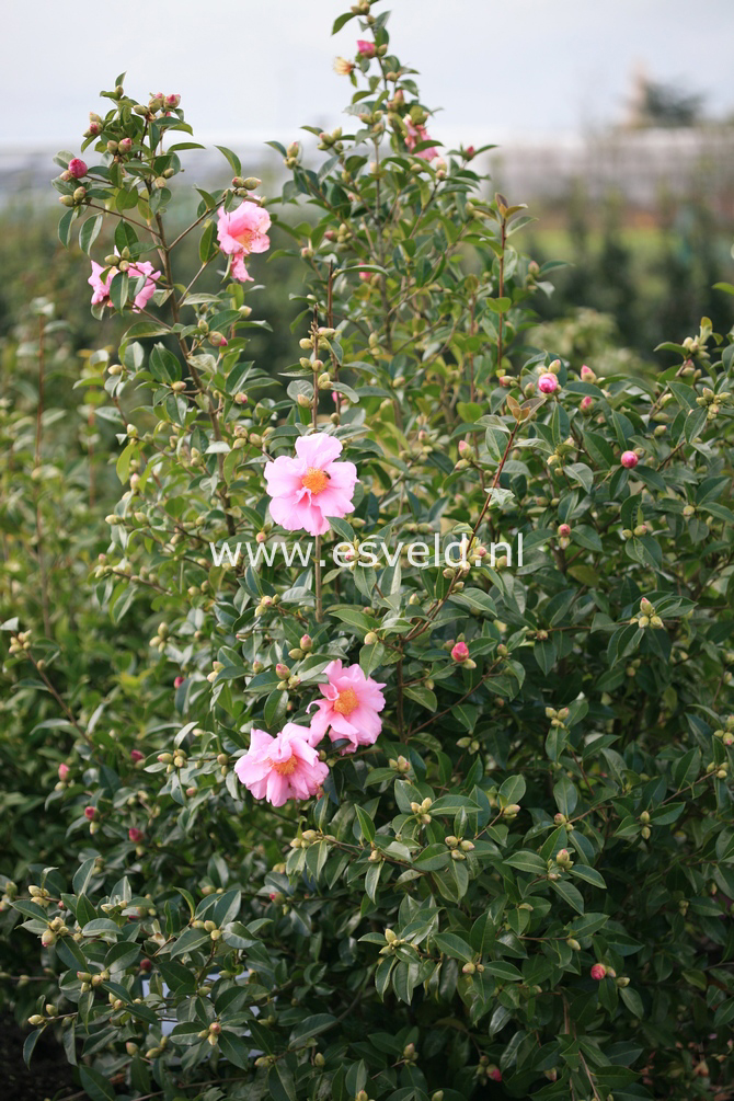 Camellia 'Snow Girl'