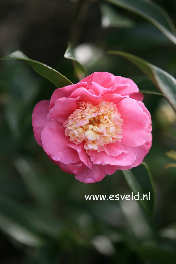 Camellia 'Sugar Dream'