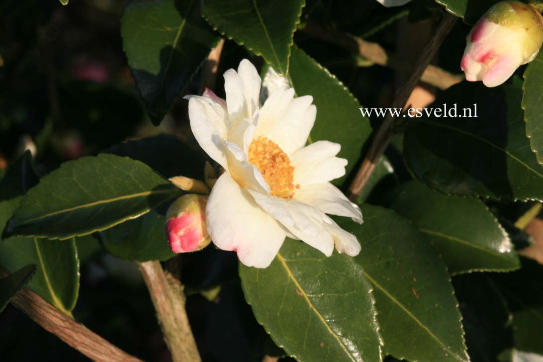 Camellia 'Winter's Cupid'