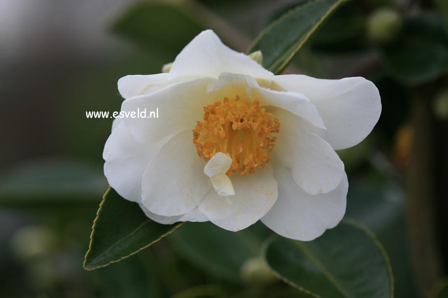 Camellia 'Winter's Hope'