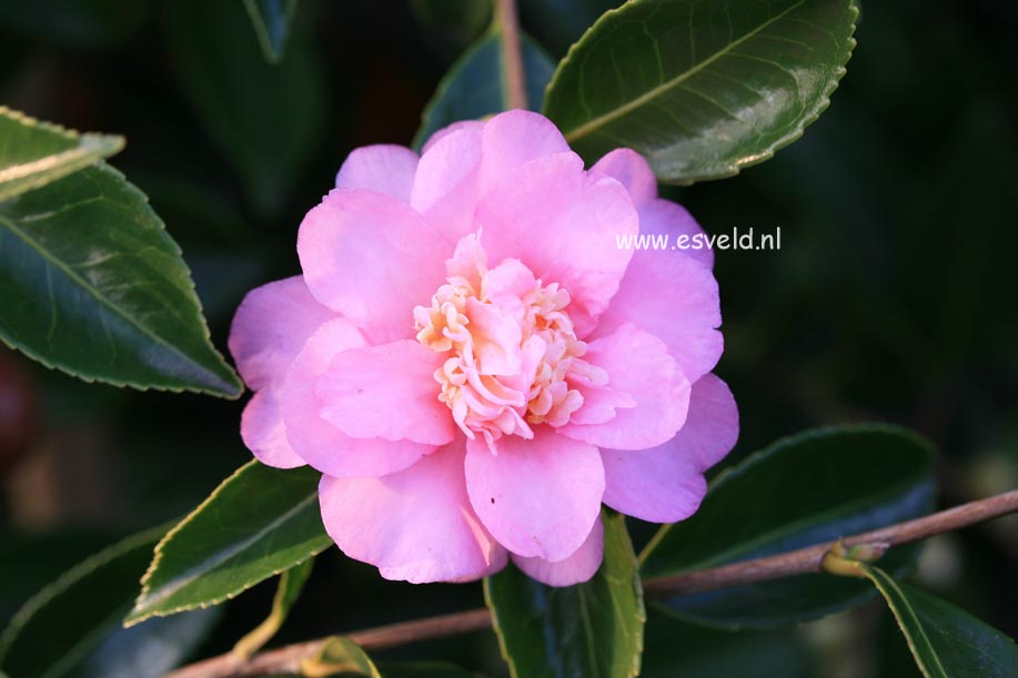 Camellia 'Winter's Interlude'