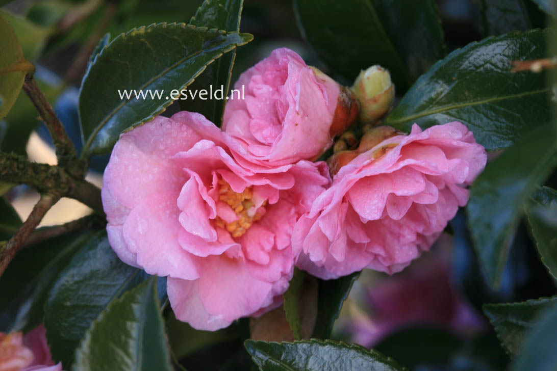 Camellia 'Winter's Peony'
