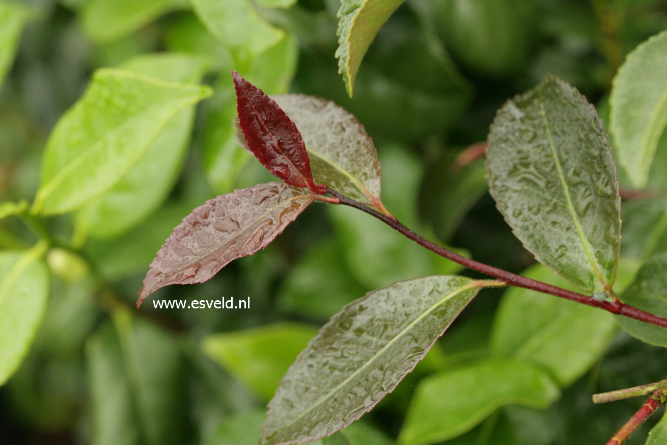 Camellia 'Winter's Snowman'