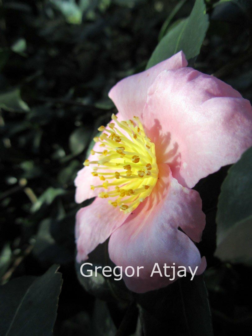 Camellia 'Winter's Star'