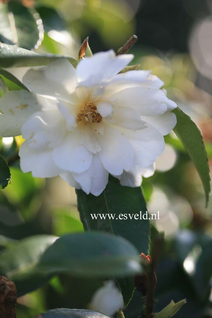 Camellia 'Winter's Waterlily'