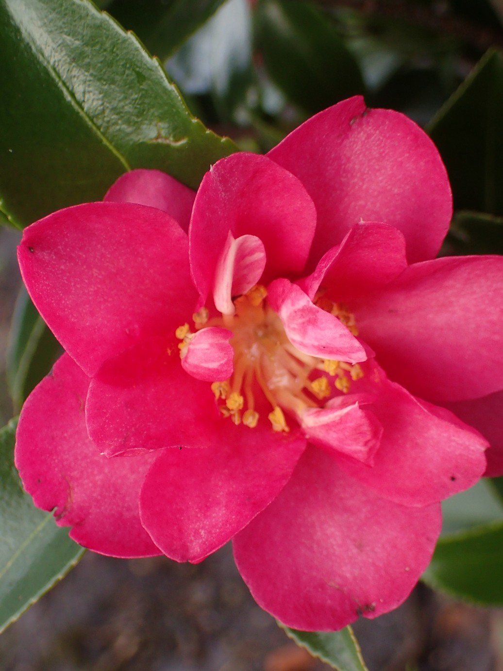 Camellia hiemalis