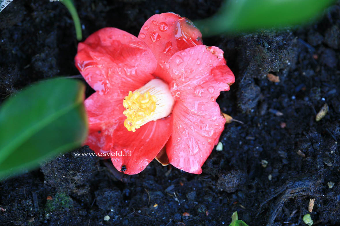 Camellia japonica 'Adeyaka'