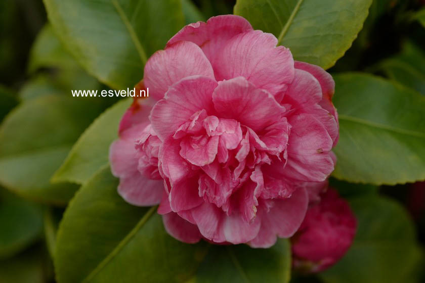 Camellia japonica 'Albertii'
