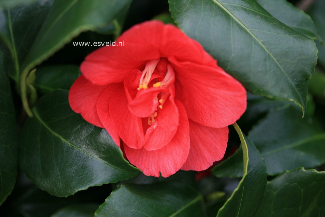 Camellia japonica 'Ascona'