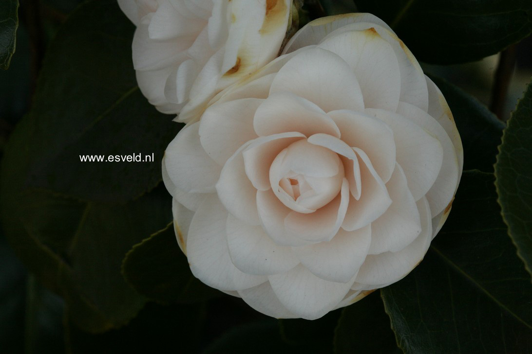 Camellia japonica 'Ave Maria'