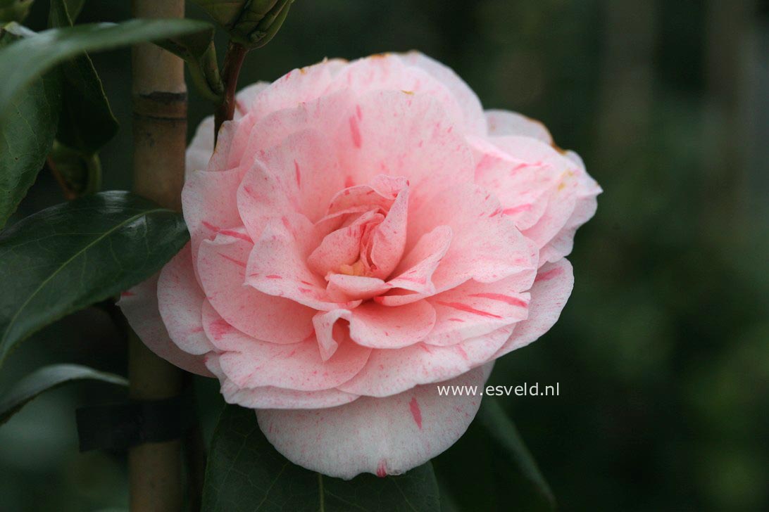 Camellia japonica 'Bella Romana'