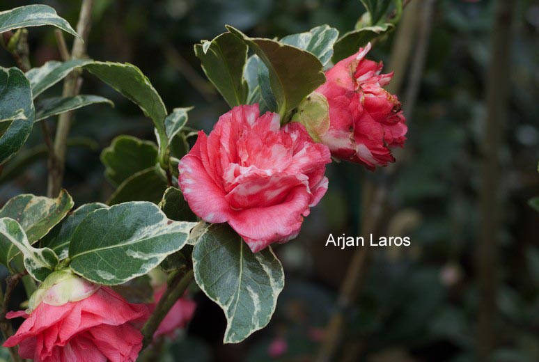Camellia japonica 'Benten-kagura'