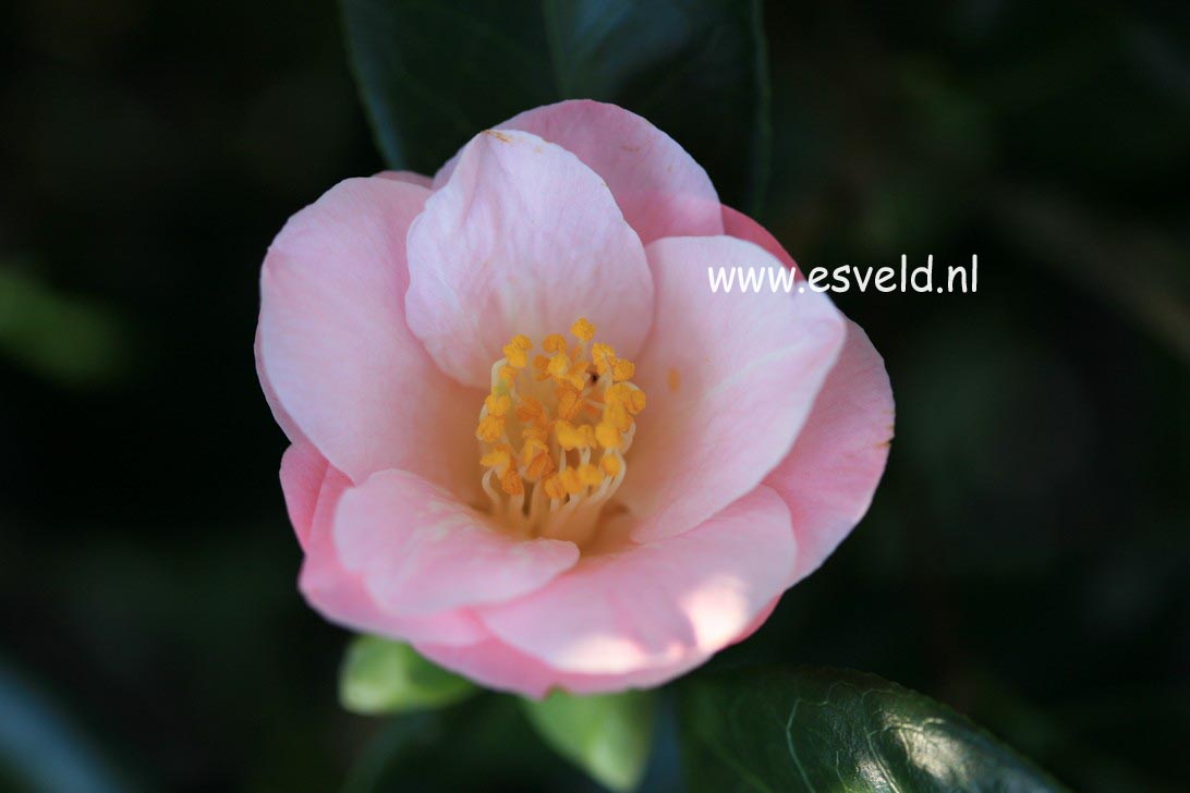 Camellia japonica 'Berenice Boddy'