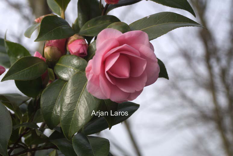 Camellia japonica 'Betty Ridley'