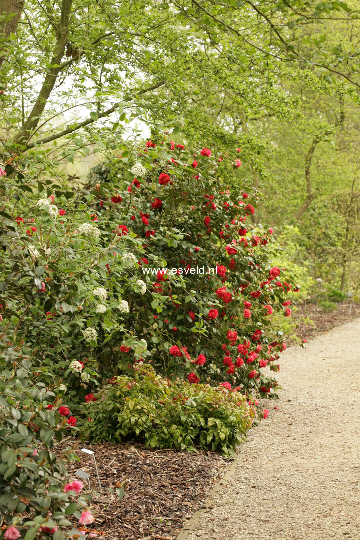 Camellia japonica 'Blood of China'