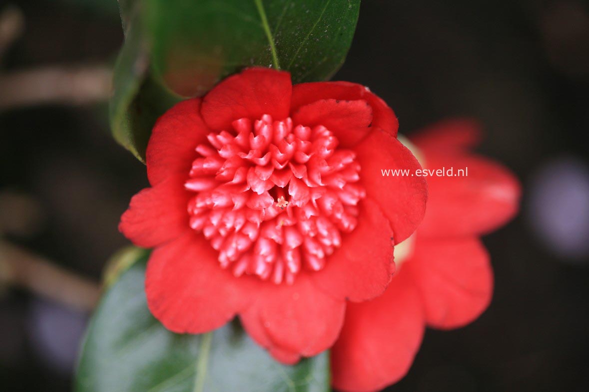 Camellia japonica 'Bob's Tinsie'