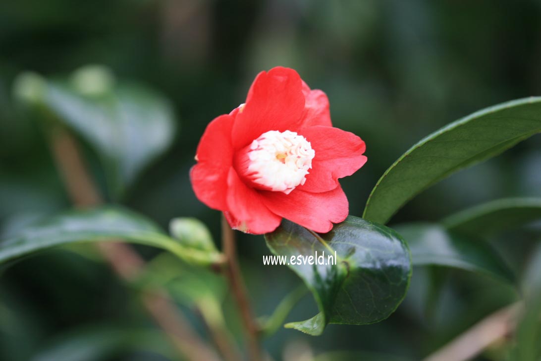 Camellia japonica 'Bokuhan'