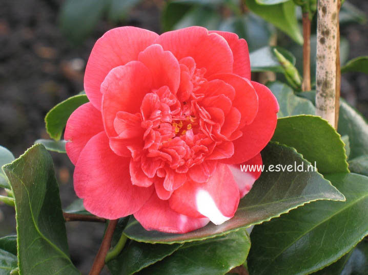 Camellia japonica 'Collettii'