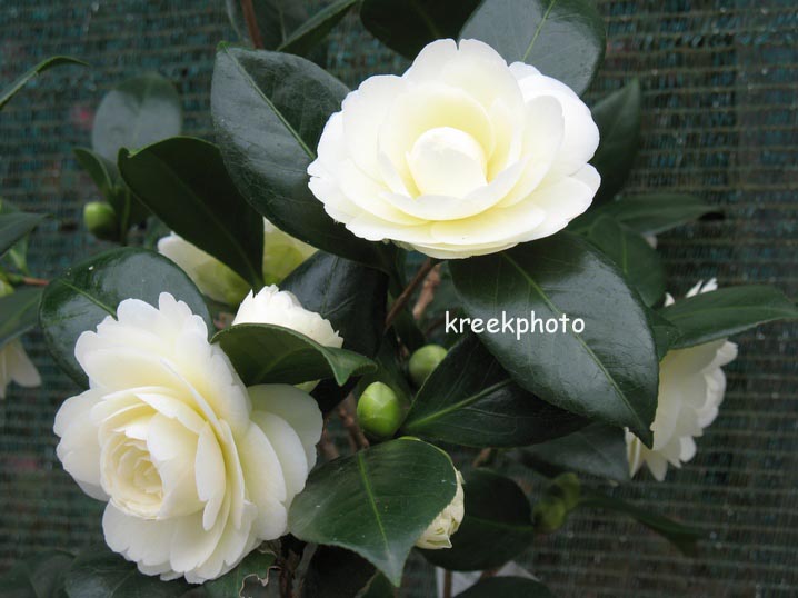 Camellia japonica 'Dahlohnega'