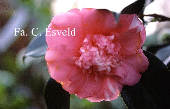 Camellia japonica 'Drama Girl'