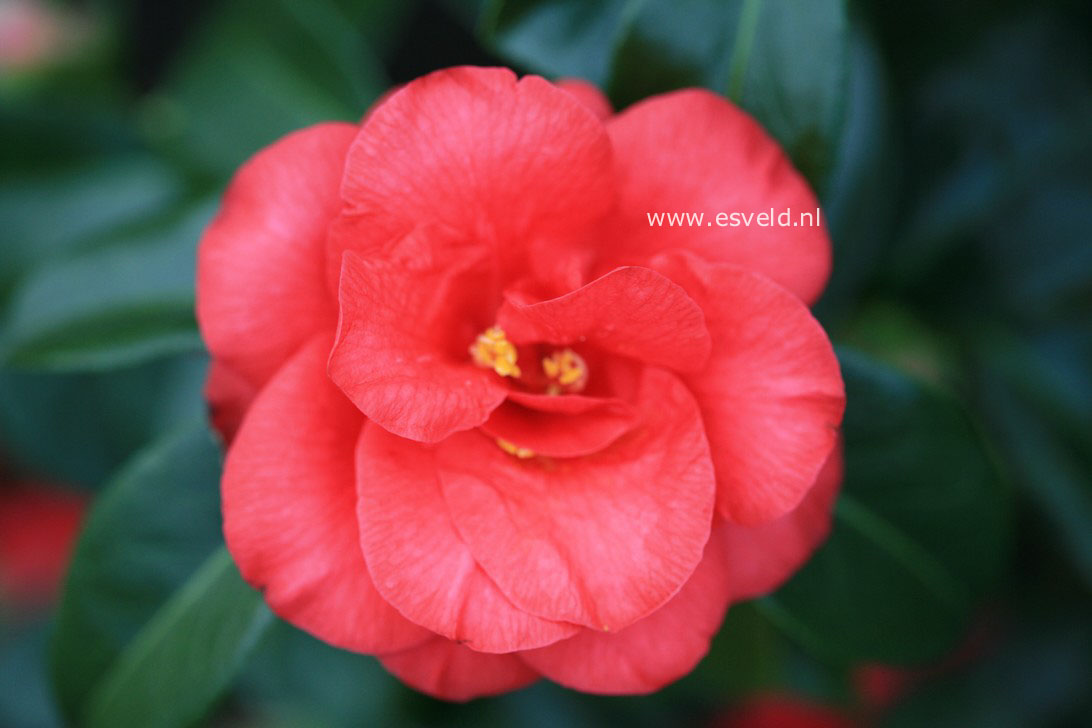 Camellia japonica 'Flame'