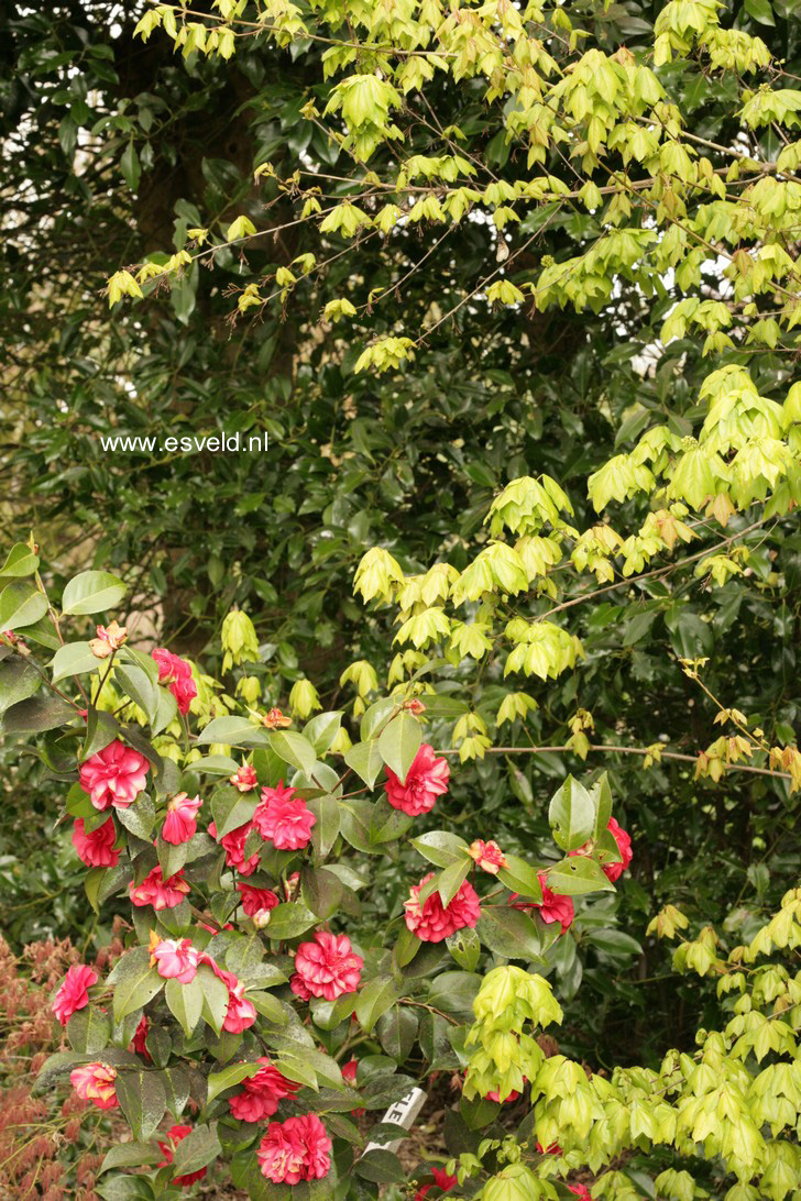 Camellia japonica 'Fleur Dipater'