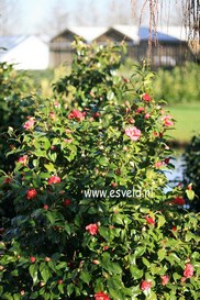 Camellia japonica 'Gloire de Nantes'