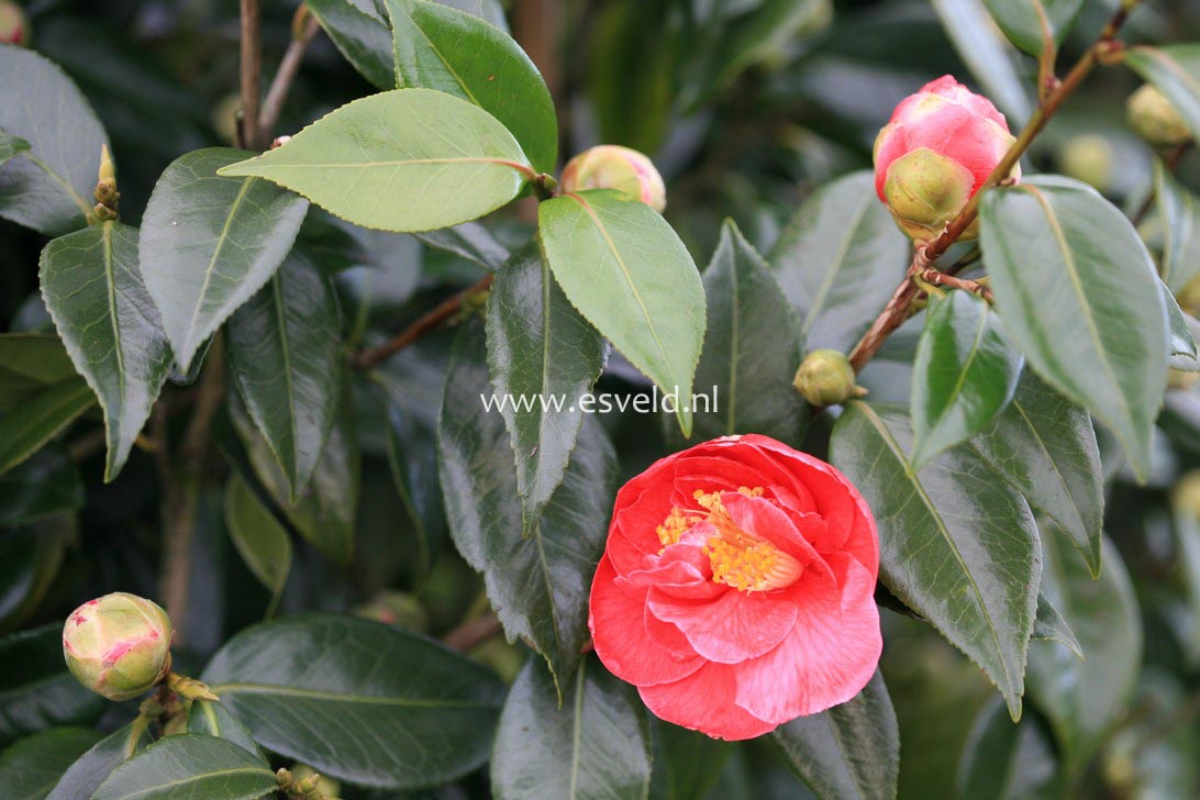 Camellia japonica 'Guilio Nuccio'