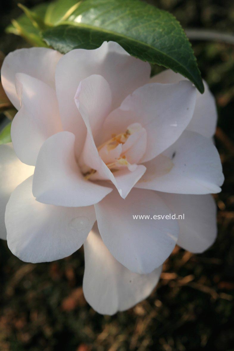 Camellia japonica 'Hagoromo'