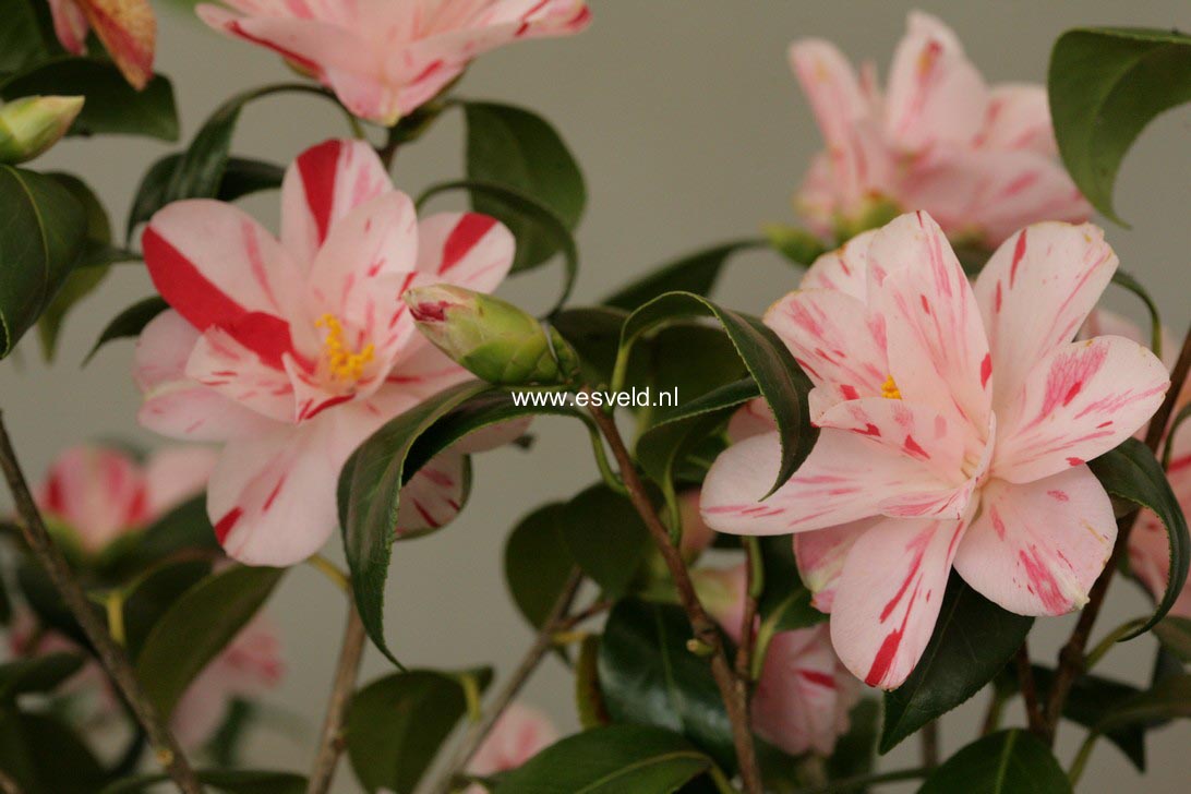 Camellia japonica 'Haru-no-utena'